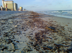 BP Oil Spill Crisis